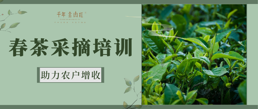 春茶采摘培訓，助力農(nóng)戶增收——千年(nián)金(jīn)山(shān)紅(hóng)古樹(shù)茶鮮葉采摘技(jì)術(shù)培訓會(huì)